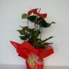 Foto de flores Anthurium Dakota