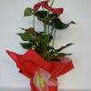 Foto de flores Anthurium Dakota