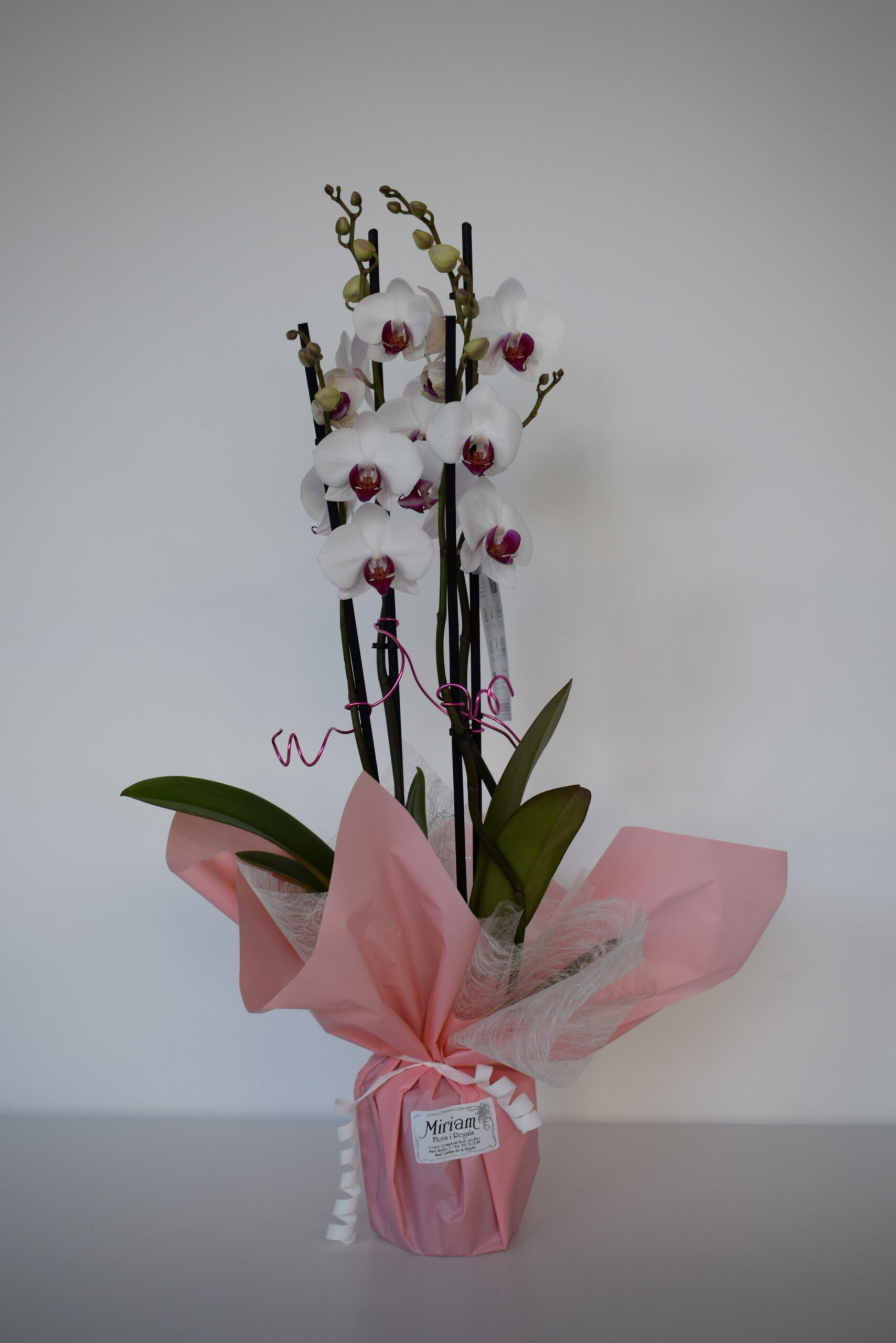 Foto de un ramo de Orquídeas blancas
