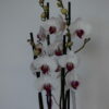 Foto de un ramo de Orquídeas blancas
