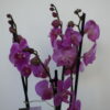 Foto de un ramo de Orquídeas fucsia
