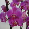 Foto de un ramo de Orquídeas fucsia