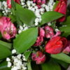 Foto de un ramo de Tulipanes
